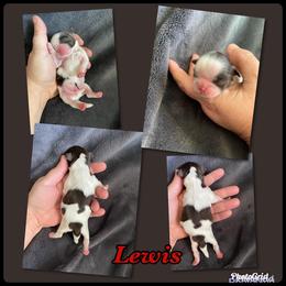 Great Pyrenees and Shih Tzu Puppies from Ashville Shih Tzu Chalet