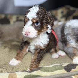 BROWNING - Tri-color male Bernedoodle puppy in Corpus Christi, Texas from The Henke Doodles