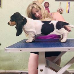 Basset Hound Puppies from Honey Moon Hounds