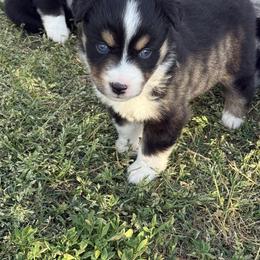 Black tri sold - Black tri male Miniature Australian Shepherd puppy in Graham, North Carolina from Thompson Farm Mini Aussies