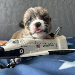 Boy 3 - Sable and white male American Corgi puppy in Cocoa, Florida from Cascadian Space Coast Corgis LLC