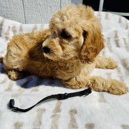 Black collar - Cream male Goldendoodle puppy in Valdosta, Georgia from Fifth Day Farm