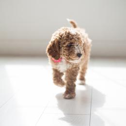 Goldendoodle Puppies from Dashing Doodle Pups