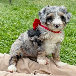 Chile - Blue merle male Bernedoodle puppy in Roy, Utah from Doodles are Amazing