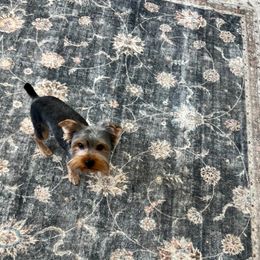 Coco - Yorkshire Terrier