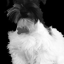 Miniature Schnauzers from Sweet Pup Schnauzers