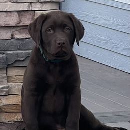 "Tucker " Labrador Retriever Puppies from Albrecht Farms Labrador Retrievers