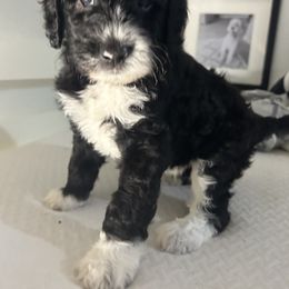 Assorted Doodle Crosses and Golden Aussiedoodle Puppies from Maria's Pups