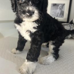 Assorted Doodle Crosses and Golden Aussiedoodle Puppies from Maria's Pups
