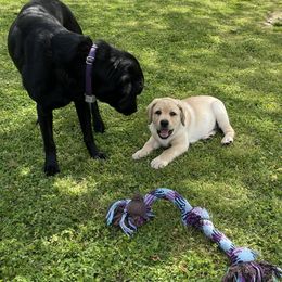 Labrador Retriever Puppies from Hill Side Farms