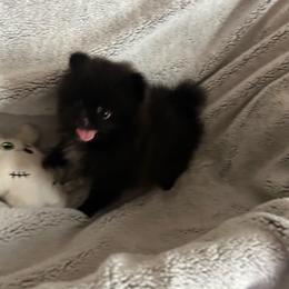 Onyx - Black female Pomeranian puppy in Brunswick, Georgia from KC Magical Poms