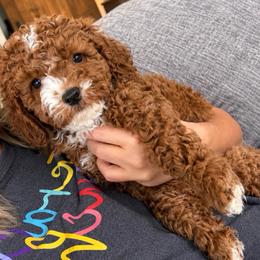 Flynn - Red  male Goldendoodle puppy in Idabel, Oklahoma from Kay Kay’s Poodles & Doodles