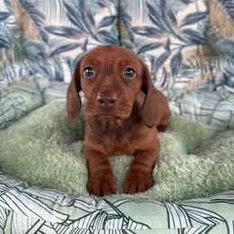 Maya - Red female Dachshund puppy in Winton, California from Lashunds Miniature Dachshunds