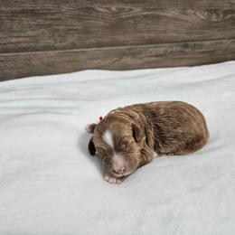 Chipotle-red - Red  male Goldendoodle puppy in South Jordan, Utah from Lucky Doodle Pups