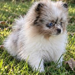 Mosaic - Blue Merle Parti Female - Blue merle female Pomeranian puppy in Buck Valley, Pennsylvania from Buck Valley Pomeranians