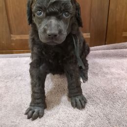 Willow (girl) - black collar - Blue female Poodle puppy in Tullahoma, Tennessee from Peaceful Valley Poodles