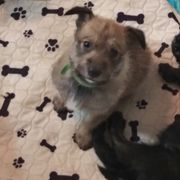Berger Picard Puppies from Touche Rose