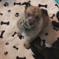 Berger Picard Puppies from Touche Rose