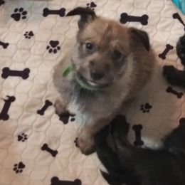 Berger Picard Puppies from Touche Rose