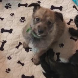 Berger Picard Puppies from Touche Rose