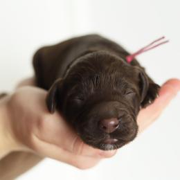Pink - Chocolate female Australian Labradoodle puppy in Williamstown, New York from Lewis Manor Labradoodles