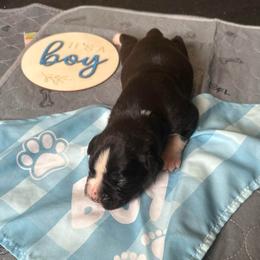 Boy 2 - White male Boxer puppy in Lakeland, Florida from Cote's Boxers