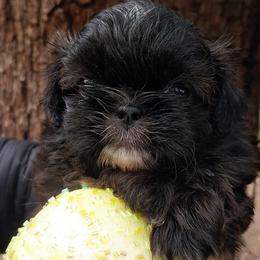 Dick - Chocolate male Shih Tzu puppy in Arcadia, Florida from Kitsune Cuddles and kisses