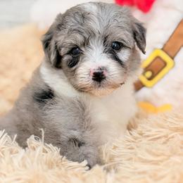 Daisy - Blue merle female Aussiedoodle puppy in Dickerson, Maryland from Pawsome Aussie Doodles and Oodles