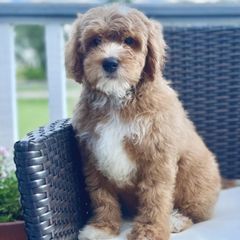 Bernedoodles, Cavapoos, Double Doodles, and Goldendoodles from Liberty Acres of Ohio