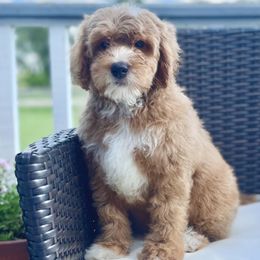 Bernedoodles, Cavapoos, Double Doodles, and Goldendoodles from Liberty Acres of Ohio