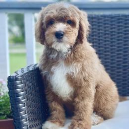 Bernedoodles, Cavapoos, Double Doodles, and Goldendoodles from Liberty Acres of Ohio