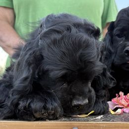 Cocker Spaniels from Arizona kennel