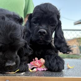Cocker Spaniels from Arizona kennel
