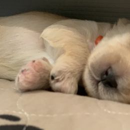 Australian Labradoodle Puppies from Integrity Labradoodles