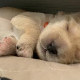 Australian Labradoodle Puppies from Integrity Labradoodles