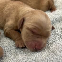 Boy 1 - male Golden Retriever puppy in Pocatello, Idaho from Royal Red Retrievers