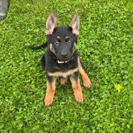 Miss Pink - Black and red female German Shepherd puppy in Sumner, Iowa from Vom Wilke Kennels