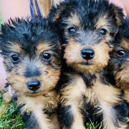 Dachshunds and Welsh Terriers from Bean Creek Dachshunds & Terriers