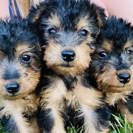 Dachshunds and Welsh Terriers from Bean Creek Dachshunds & Terriers