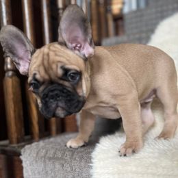 Toshi - Fawn male French Bulldog puppy in Clayton, California from Frenchie Luvbugs
