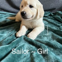 Sailor Girl - Golden Retriever puppy from Puppy Love