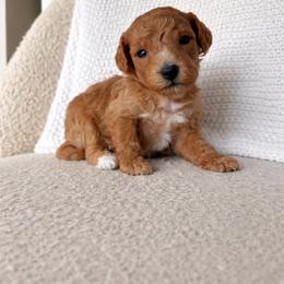 Loki - Red  male Goldendoodle puppy in Fort Myers, Florida from Daisy Doodles LLC