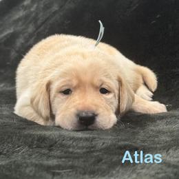 Atlas - Yellow male Labrador Retriever puppy in Tigard, Oregon from Morrison Labrador Retreivers