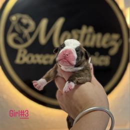 Girl 3 - Brindle female Boxer puppy in Orlando, Florida from Martinez AKC Boxers of Central Florida