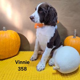 Boy 5 - Liver and white male English Springer Spaniel puppy in Potosi, Wisconsin from Point and Flush Gun Dogs