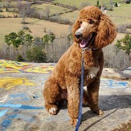 Poodles from Sonshine Retreat Poodles