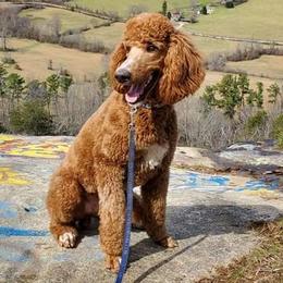 Poodles from Sonshine Retreat Poodles
