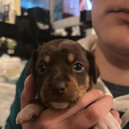 Rat Terrier Puppies from The Puppy Patch Rat Terriers