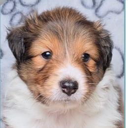 Boy 2 - Rupert - Sable and white male Shetland Sheepdog puppy in Elberton, Georgia from Ioney's Southern Paws Shelties, Frenchies, and Yorkies