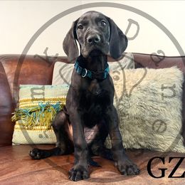 Boy 6 - Great Dane puppy in Stevens Point, Wisconsin from Simko Danes